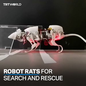 Researchers have developed robot rats that they hope could one day be used in search and rescue missions | TRT World