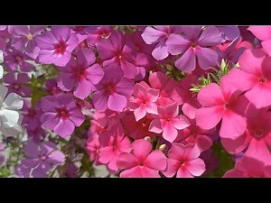723 - Important Information & guide for gardening - Collect & save Phlox seeds