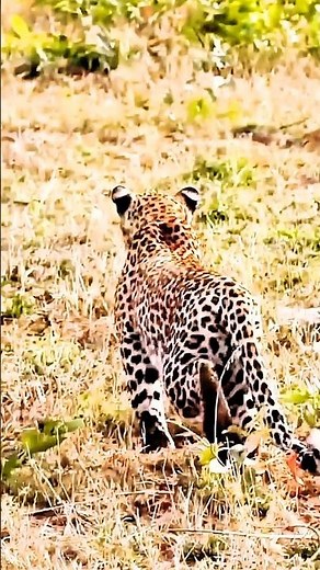 The Stealthiest Hunt Ever Caught On Camera