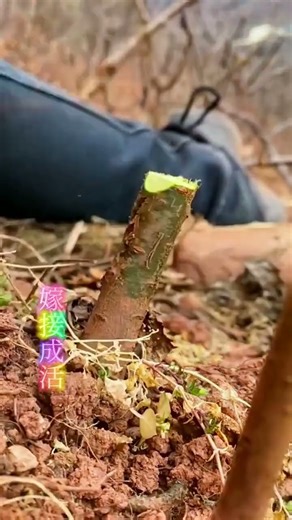 Best method and unique ideas for the grafting of fruit trees #grafting #plants #garden #tree​