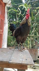 Golden Buff Orpington Crowing - Buff - Orpington Rooster Crowing #bufforpington #chickens #rooster #RoosterCrowing #Rooster #Crowing #bestroostersound #Chicken #RoosterCrowingSound #roostersound #RoosterCrowingday #chickens #Brahma #Silkierooster #Orpingtonchicken #Pekinbantam #Krährufder #Hähnevon | Wild BIRDS