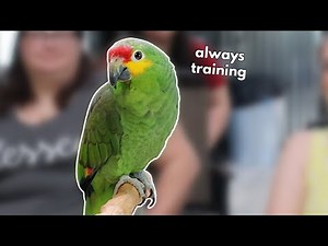 Every Interaction is a Training Session | Finn the Red Lored Amazon