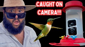 1.1K views · 54 reactions | HUMMINGBIRDS CAUGHT ON CAMERA! | Setting Up & Using My Soliom Smart Hummingbird Feeder! | Texas Garden Guy | Facebook
