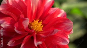 Macro hoverfly Episyrphus balteatus collecting nectar and pollen on a red dahlia flower in the foothill park of the North Caucasus