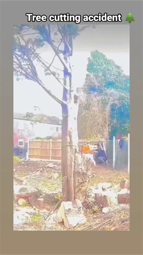 tree cutting accident 🌲☠️🤦 #shorts #saw