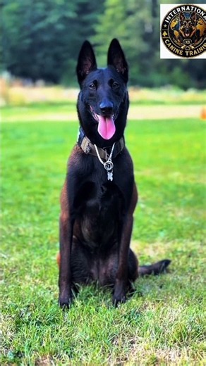 All Dogs Professional Basic Training #dog #training
