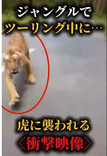 ツーリング中、虎に襲われる衝撃映像 #creepy #tiger #watch #虎 #衝撃