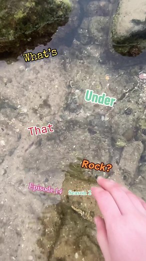 Exploring Seashells in Australia: What's Under that Rock? Episode 14
