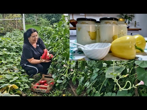 Paprike punjene domaćim sirom na sandžački način - berba u bašti🍀🌶🍽
