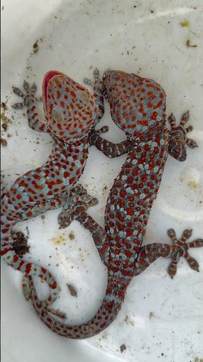 Tokay Gecko sound #Gecko