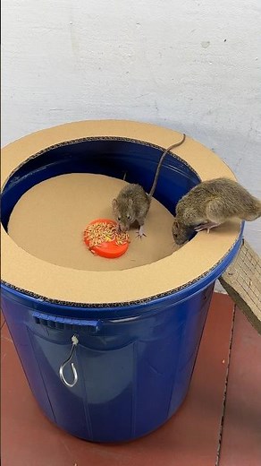 The simplest way to make a mouse trap using a plastic bucket and cardboard #rat #rattrap #mousetrap