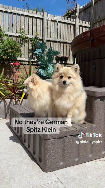 My daily conversations . And before anyone comes at us again, yes I’m aware that Pomeranians are classed as a type of German Spitz in Europe, however these are GS Klein and not GS Toy/Pomeranian #germanspitz #germanspitzklein #tiktokdogs #dogmemes