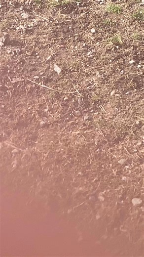 Henry and Daisy are LOVING their play dates! Both are estimated under two years old. They both do well with other dogs, are super friendly, playful, curious and affectionate. Both are eager to learn. We are open today from noon to 5:30! These two would thrive in an active household. 😊💕 | Second Chance Animal Adoption