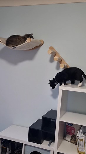 Brian invaded Callisto's alone time. It's the first time that they have met and Callisto wasn't thrilled. Brian still has the occasional snuffle but is improving on his new medication. Fingers and toes crossed he recovers. Small steps. | Geralt of Elysium. Cat Witcher. Life In Moments | Facebook