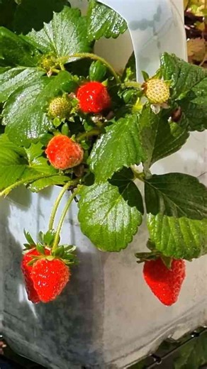 Upcycle Plastic Milk Bottles to Grow Fruit & Veg at Home & Reducing Waste #EarthDay #YouTubePartner