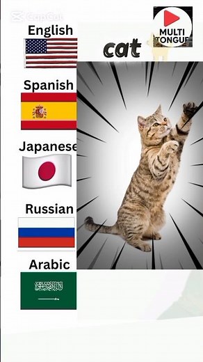 How to Say "Cat" in 5 Languages | English, Spanish, Japanese, Russian & Arabic 🐱🌍 #languagelearner