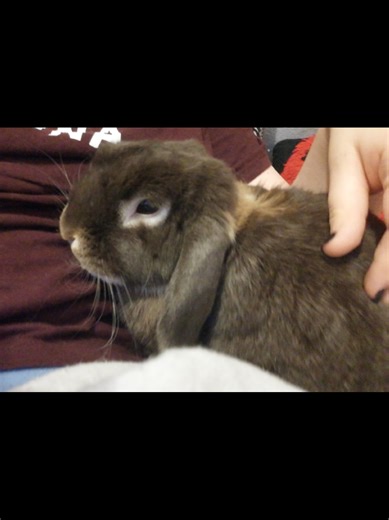 Remembering Marley: A Heartfelt Tribute to My Rabbit