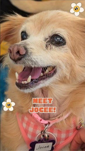Adopted! Jocee At Muttville Senior Dog Rescue, San Francisco!
