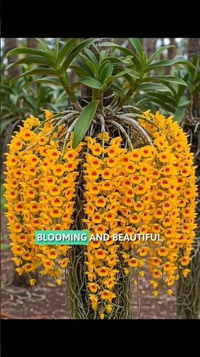 Orchid Watering Rule Every Beginner Must Know | Orchid Flower Plant