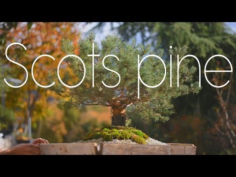 Nursery Scots Pine, Copying a Famous Bonsai Tree - Arkefthos Bonsai
