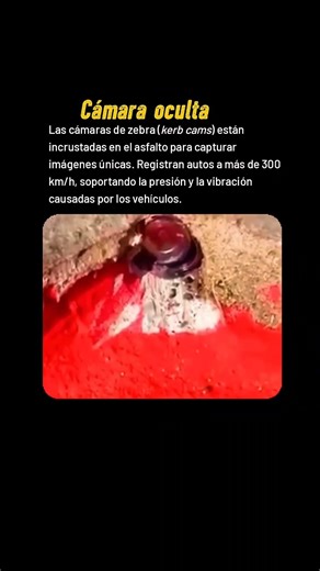 CÁMARA CEBRA #Shorts