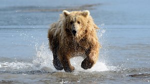 How Fast Can a Bear Run? Faster Than You