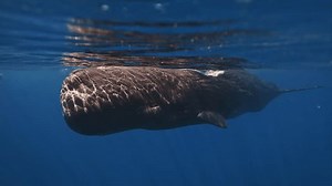 Close Portrait Giant Sperm Whale Underwater Stock Footage Video (100% Royalty-free) 3510025021 | Shutterstock