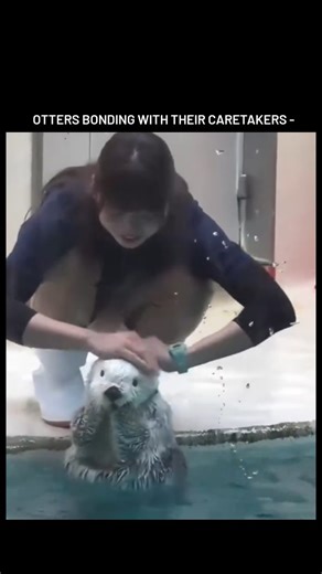 ASURA on Instagram: "The video captures sea otters at Japan's Toba Aquarium playfully interacting with red-uniformed keepers, including hugs, high-fives, and feeding sessions, highlighting their affectionate nature in a facility uniquely dedicated to breeding this endangered species. Toba Aquarium houses Japan's last two captive sea otters, Mei and Kira, as of 2025; Mei's fame stems from her intelligent spins and poses, which a 2023 study in Animal Cognition links to enhanced cognitive welfare t
