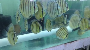 8.5K views · 577 reactions | Tefe Greens that arrived yesterday. | Jack Wattley Discus | Facebook