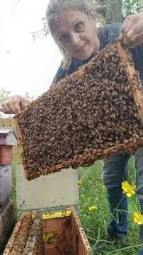 Transferring a swarm of bees to a hive box