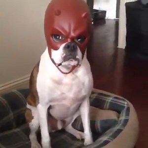 7.3M views · 63K shares | RIP Daredevil dog, who recently passed away. Nobody wore that mask better  | UNILAD | Facebook