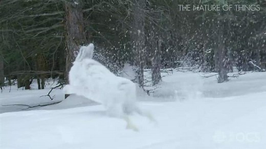 Remarkable Rabbits: Filming Snowshoe Hares