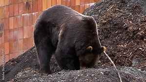 Black bear digging the ground for food next to a wall.
