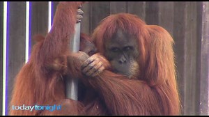 A rare insight into the life of the orangutans at Perth Zoo. | Today Tonight