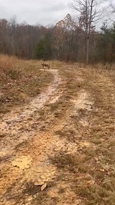 21K views · 144 reactions | Muddy coyote caught in a foothold... #coyote #trapping #songdog | Game Over Outdoors | Facebook