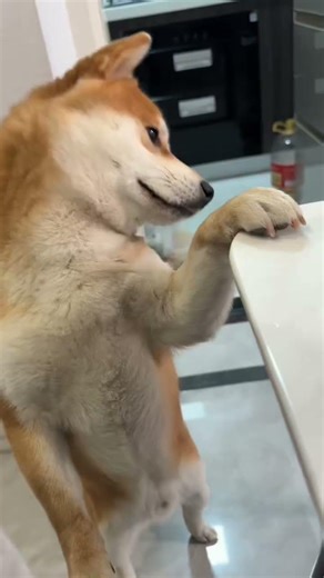 Real Shiba Inu or Just Greedy? A Glimpse into Their Daily Lives