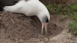 If you want to build the perfect home, you have to get your bill dirty. Laysan albatross, or mōlī in Hawaiian, primarily use twigs, leaves and plenty of sand when constructing their ground nests. These big seabirds return every winter to Midway Atoll National Wildlife Refuge on the outer edge of the Hawaiian archipelago, reuniting with mates to hopefully lay one precious egg. This time of year, the albatross chicks are starting to gain more independence and wander from their nests, as both paren