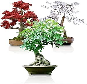 Bonsai Seed Bundle #3 - Japanese Red Maple, Black Cherry, Tree of Life Seeds Bundle – Grow Your Own Miniature Trees for Bonsai or Garden Projects