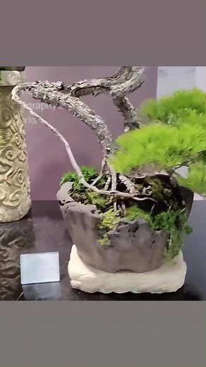 From the exhibition with unusual pots | Hong Kong Bonsai Pots