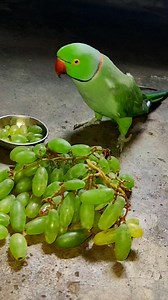 Angry Talking Parrot 😂 🤣 #reels #parrot | Chandu Dot Com