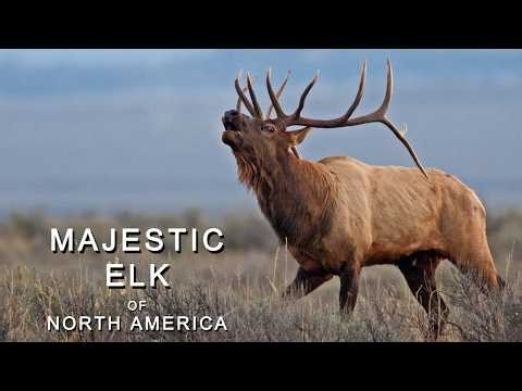 Majestic Elk of North America | Echoes of the Wild
