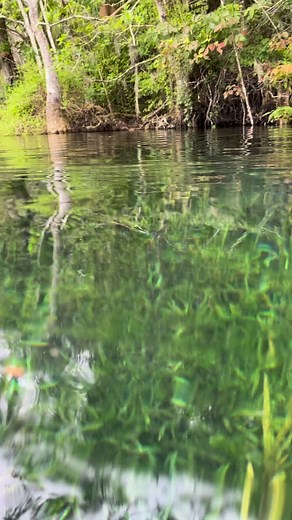 124K views · 5.4K reactions | Friendly Otter Passing by 簾 | Boondock Springs Eco-Tours | Facebook