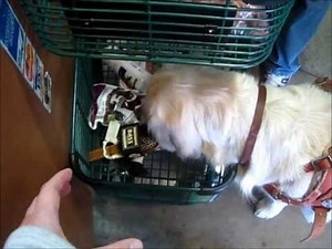 Service Dog Shops for Groceries.wmv