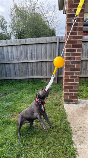 13 reactions | Keep your pup happy, busy, and out of mischief even when you’re not home! The Home Alone toy gives dogs the mental & physical workout they crave while you’re away. #DogEnrichment #HomeAloneToy #HappyDogLife | Aussie Dog Products | Facebook