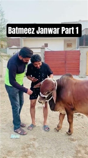 Batmeez Janwar funny Part 1 _ Short story _ Eid ul adha 3rd day qurbani _ #camel #goat #qurbani #cow
