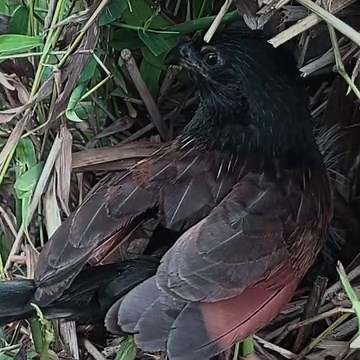 75K views · 2.7K reactions | Malagasy coucal birds Raise her baby in the nest | Review Bird Nest | Facebook