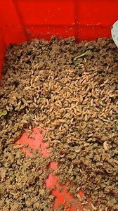 37K views · 115 reactions | Larva 10 hari | Hardi C-ho Bf Wsb | Facebook