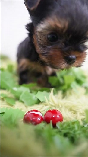 부산강아지분양 얌전한 쪼꼬미 #요크셔테리어 #Yorkshire Terrier
