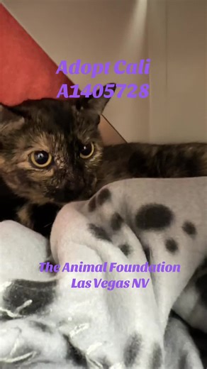 💜Cali A1405728 is a gentle 2 year old tortie available for adoption at The Animal Foundation in Las Vegas NV. She can be a little shy when you meet her in her kennel, but she enjoys affection and likes cat treats. Cali arrived at the shelter as a confiscate/eviction and she would love a calm and happy home. #adoptme #catsoftiktok #tortiecat #adoptacat #cat