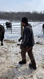 Haha! Who walks away from a good rub down!!! 😋 #cold #chrisstapleton #fyp #foryou #indianafarmers #bull | Haydn House